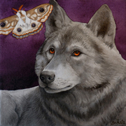 Cannon (the Wolf)